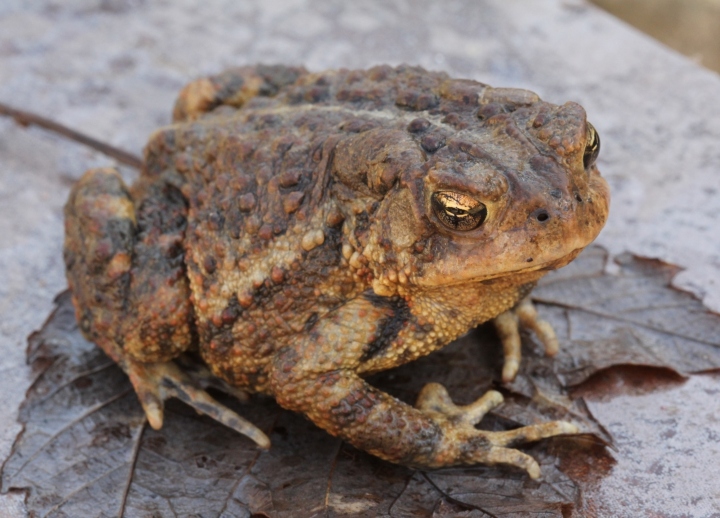 American Toad